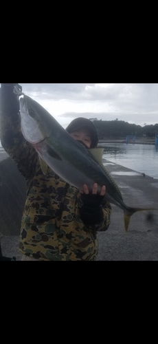 ブリの釣果