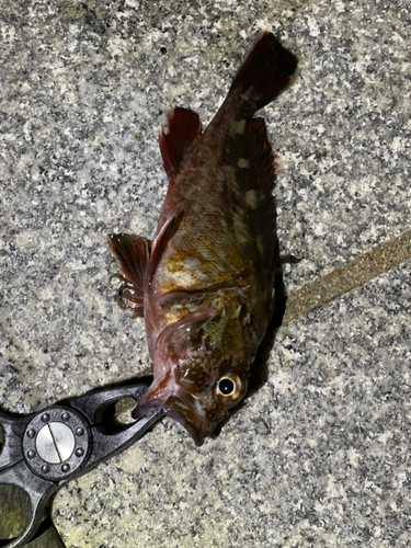 ガシラの釣果