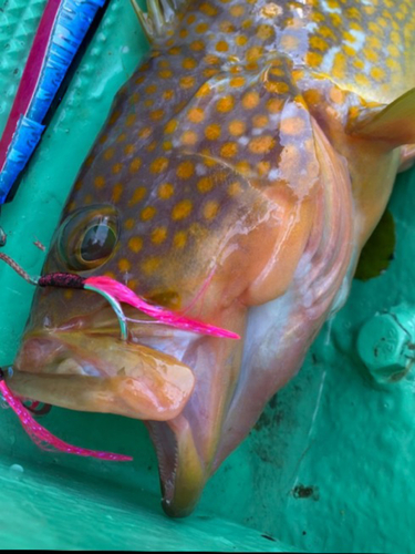 アコウの釣果