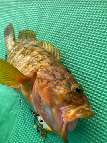 アコウの釣果