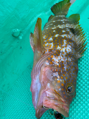 アコウの釣果