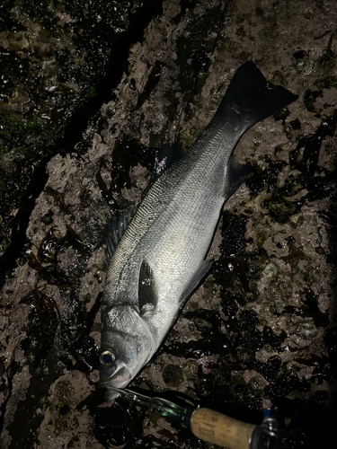 ヒラスズキの釣果