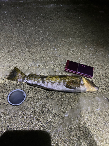 アイナメの釣果