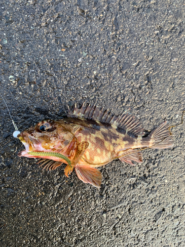 カサゴの釣果