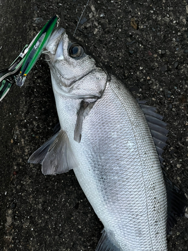 ヒラスズキの釣果