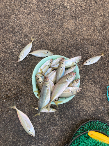 アジの釣果