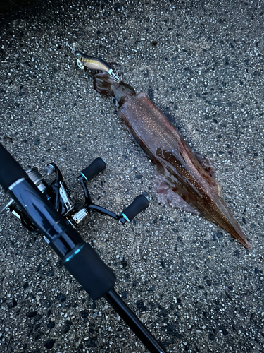 ヤリイカの釣果