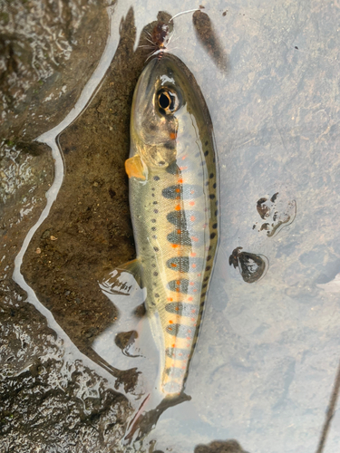 アマゴの釣果