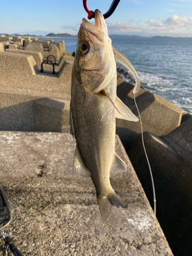 セイゴ（マルスズキ）の釣果