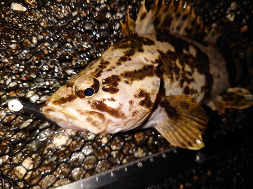 タケノコメバルの釣果