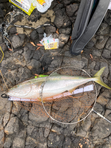 ブリの釣果