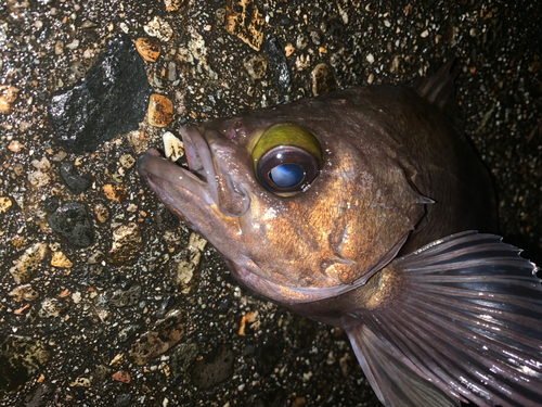 メバルの釣果