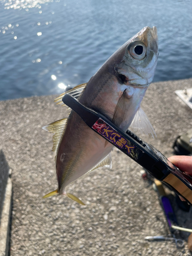 マアジの釣果