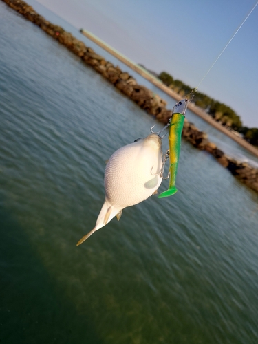 フグの釣果