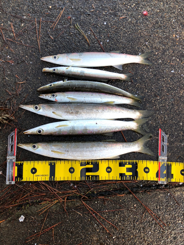 カマスの釣果