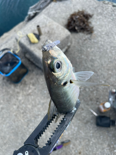 マアジの釣果