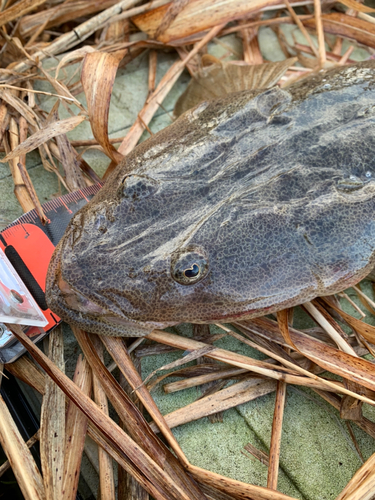 マゴチの釣果