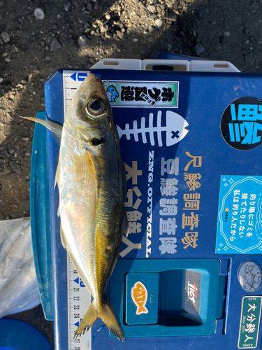 マアジの釣果