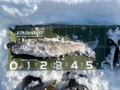 ニゴイの釣果