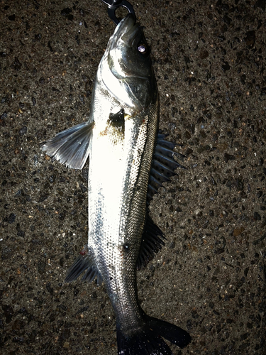 フッコ（マルスズキ）の釣果