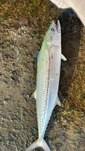 サゴシの釣果