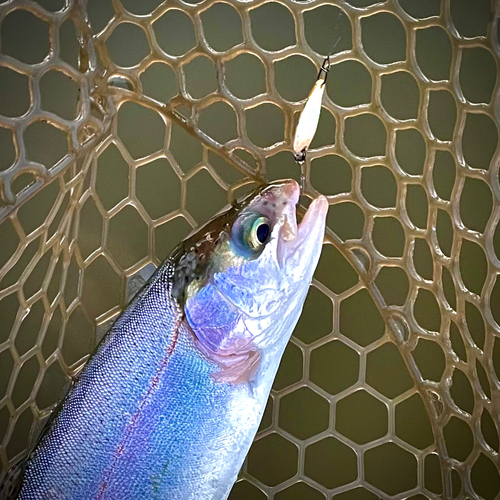 ニジマスの釣果