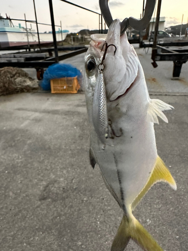 メッキの釣果