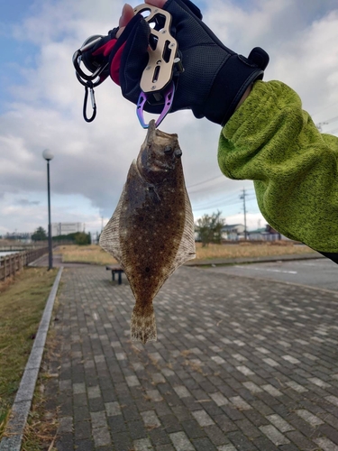 ヒラメの釣果