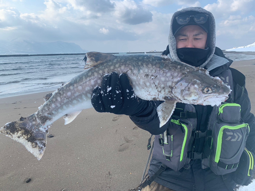 ウミアメの釣果