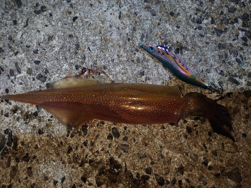 ヤリイカの釣果