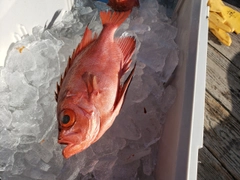 チカメキントキの釣果