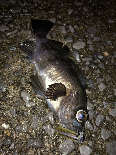 クロメバルの釣果