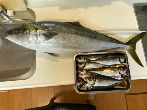 ブリの釣果