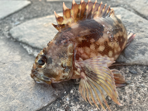 カサゴの釣果