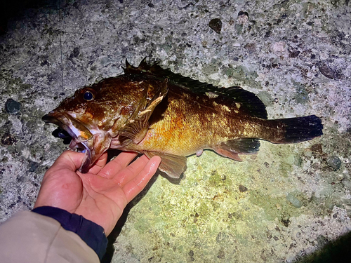 カサゴの釣果