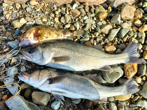 スズキの釣果