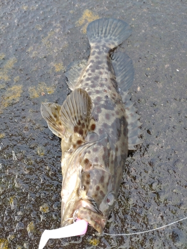 クエの釣果