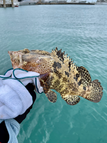 マダラハタの釣果