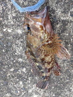 アラカブの釣果