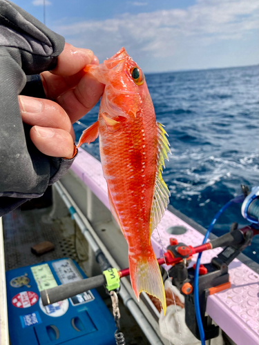 ヒメコダイの釣果