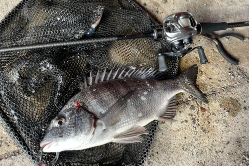 チヌの釣果