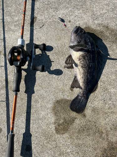 ドンコの釣果