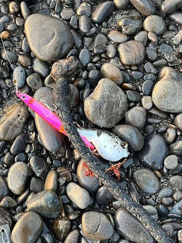 ショウサイフグの釣果