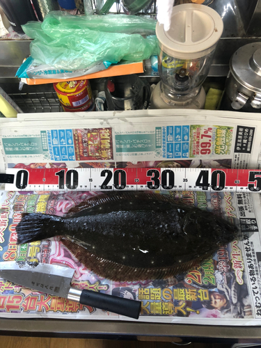 ヒラメの釣果