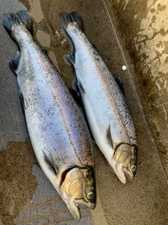 サクラマスの釣果