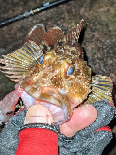 カサゴの釣果