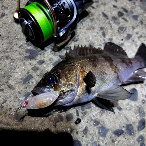 メバルの釣果