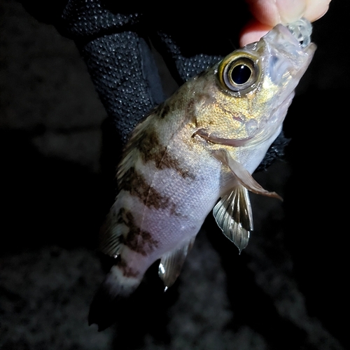 メバルの釣果