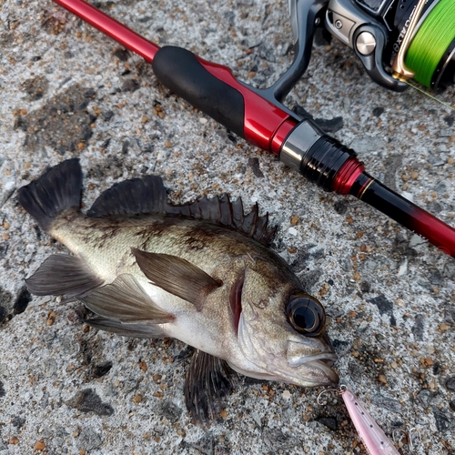 メバルの釣果