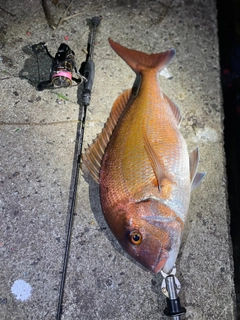 マダイの釣果